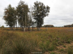 Wierdense Veld